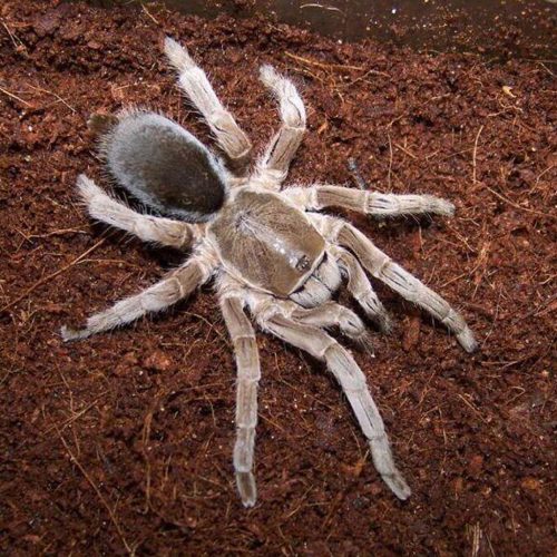 Australian Tarantulas