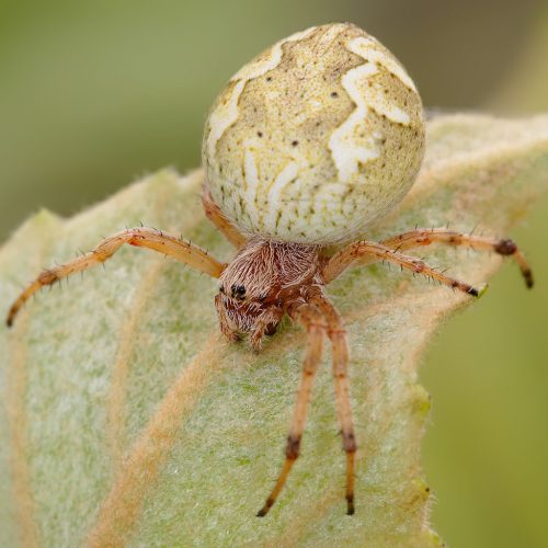 Common Garden Orb Weaver Spider