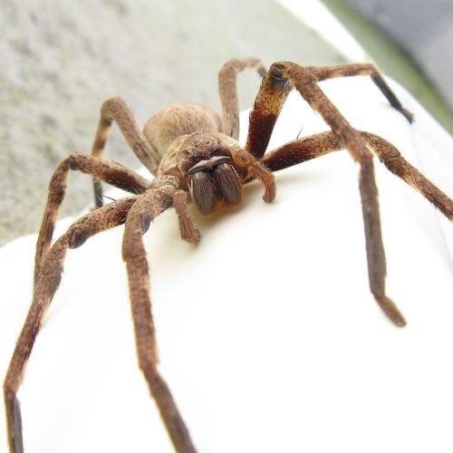 Huntsman Spiders