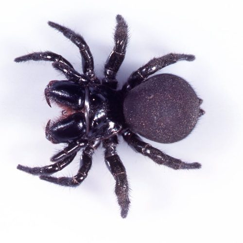 Dangerous And Venomous Spiders In Australia - Mouse Spider