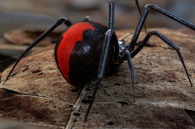 Dangerous And Venomous Spiders In Australia